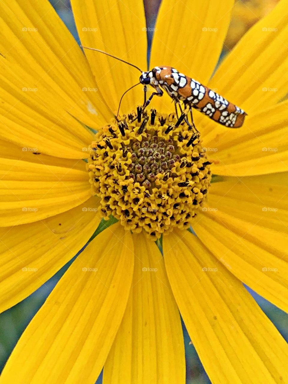 This is spring - Ailanthus webworm moth  - This small, very colorful moth resembles a true bug or beetle when not in flight, but in flight it resembles a wasp