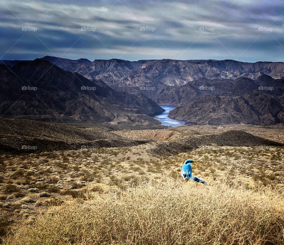 Blue bird in desert landscape with a stream in the background 