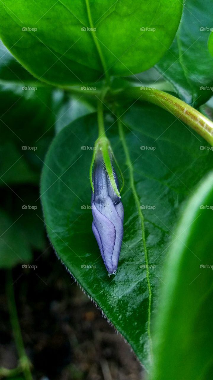 spring blue bud