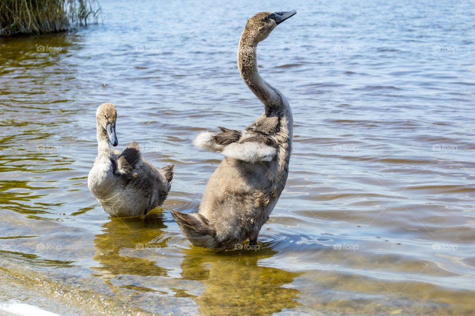 very young swan spreads its wings