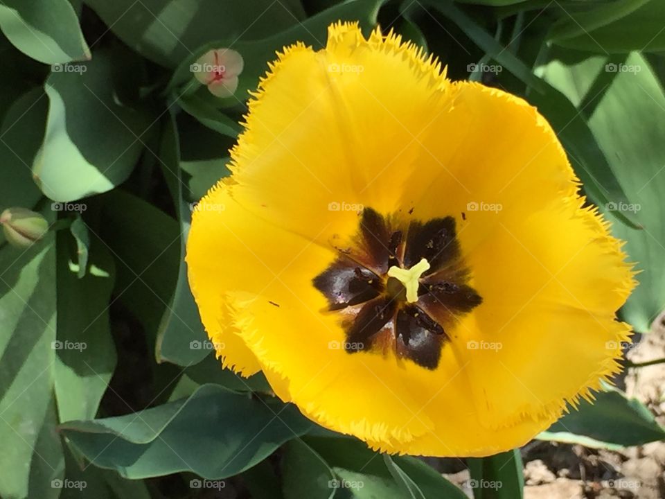 Yellow Bright Tulip and White and Pink Flower