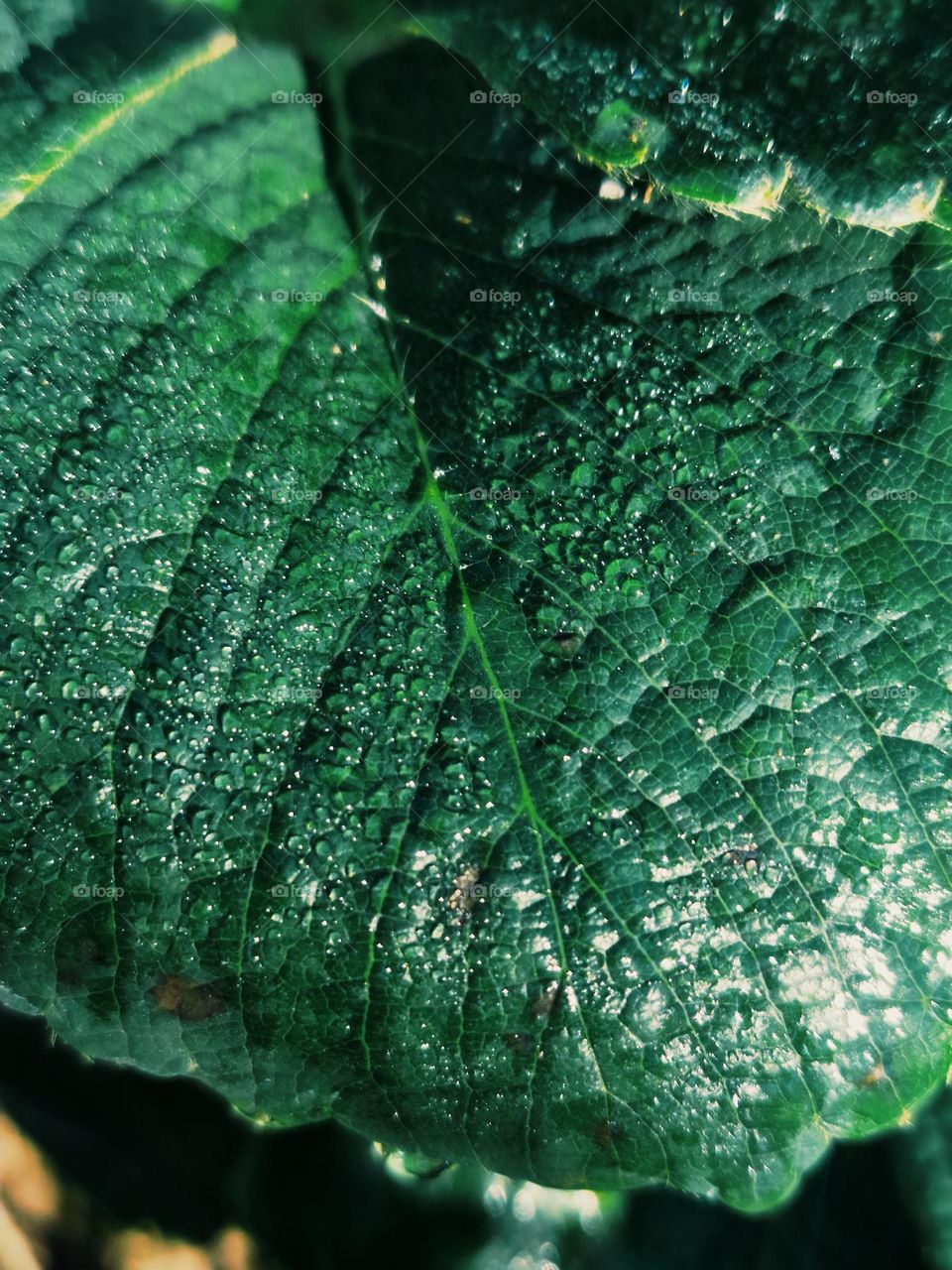 leaf with dew