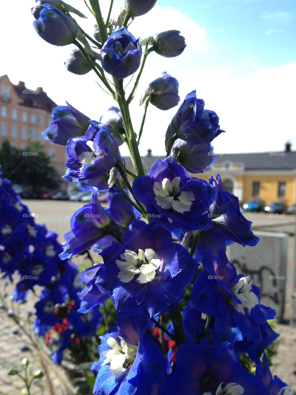 summer blue sommarbild drottningtorget by cabday