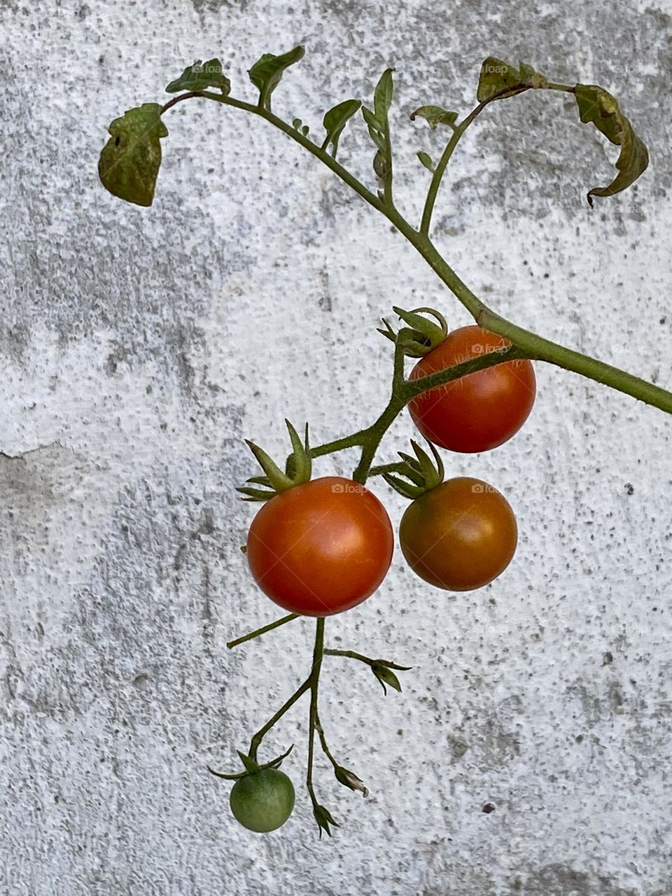 Cherry tomatoes against wall