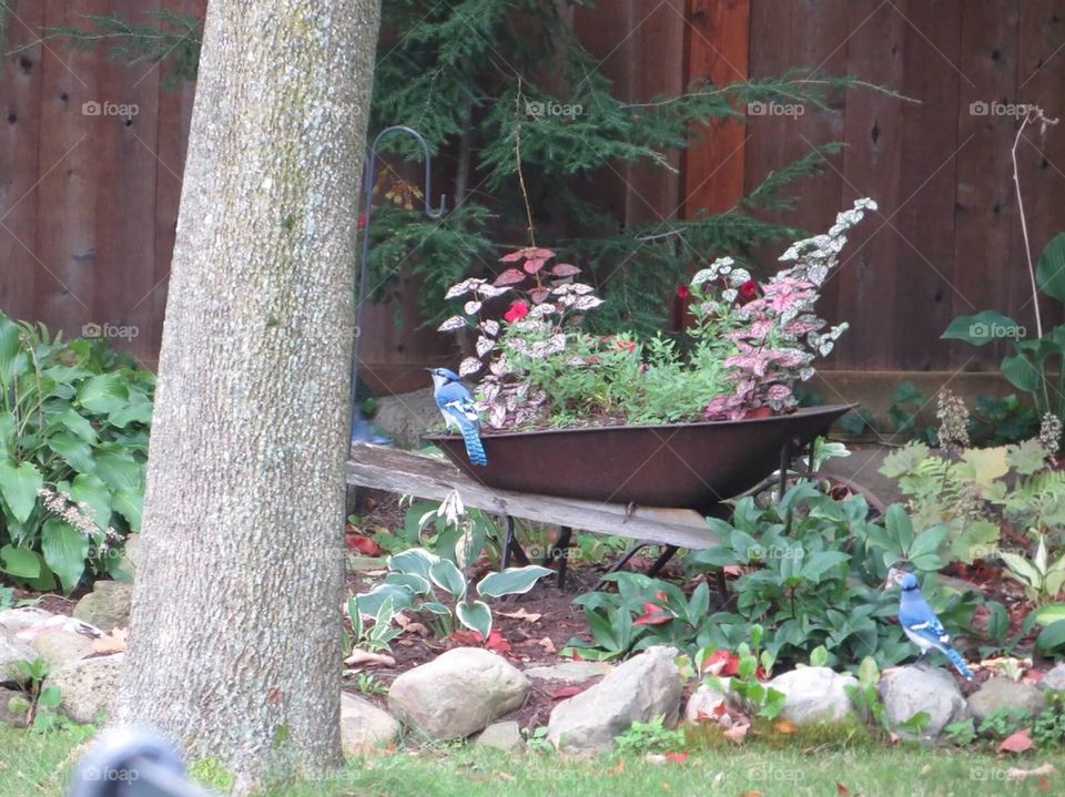 Blue jays in the flowers