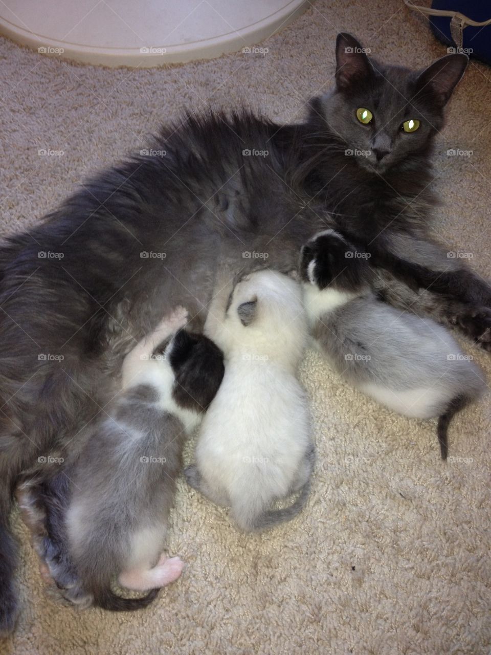 Momma kitty and babies