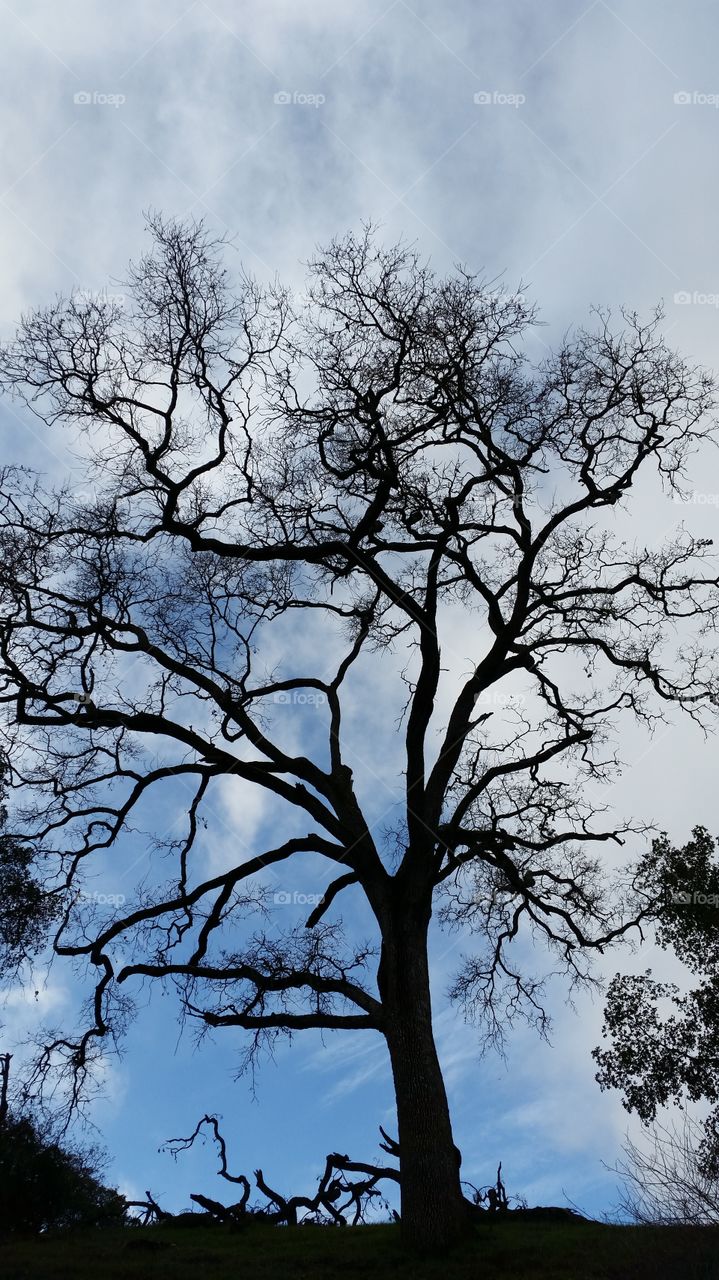 Silhouette of leafless tree