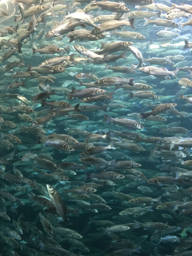 Fische 