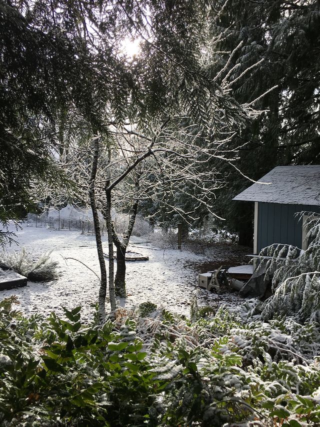 Snow on trees. 