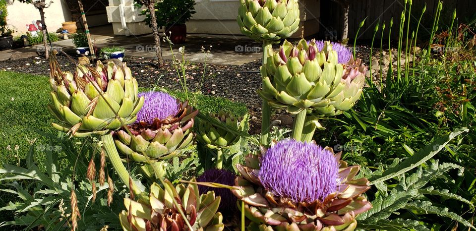 artichoke in bloom