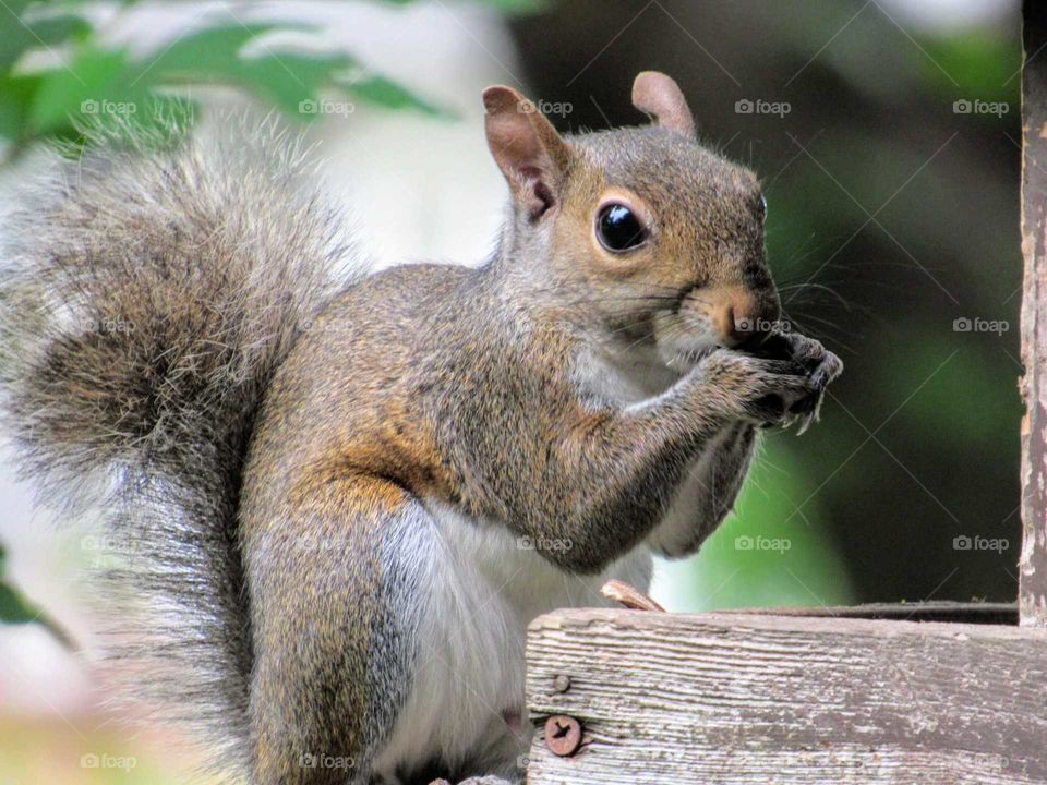 Squirrel Snack time