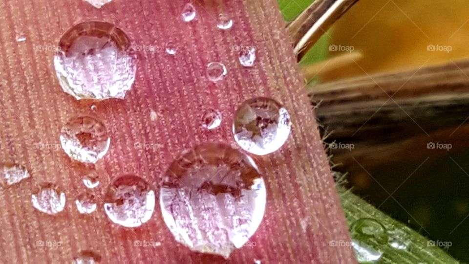 Drops of water on the leaf.