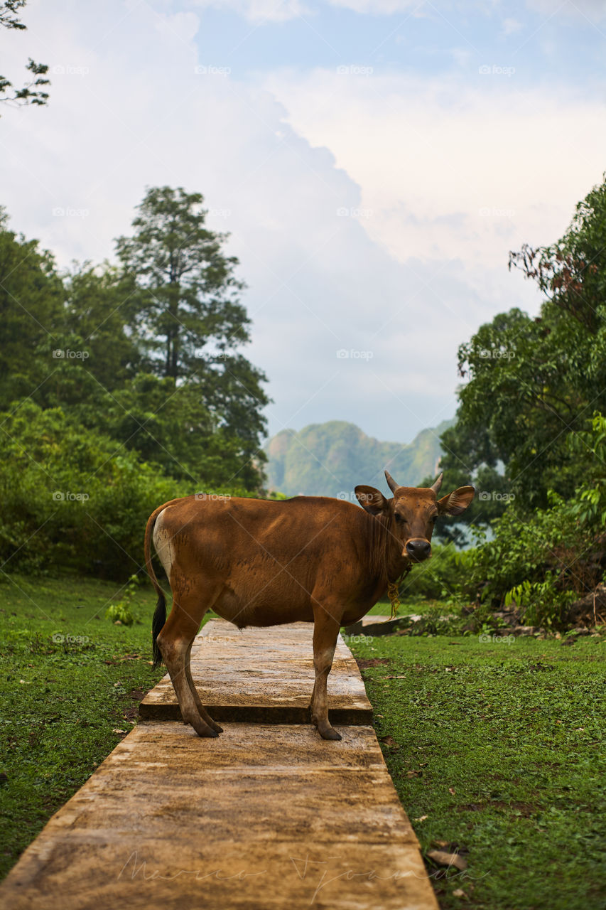 Cow standing on a walkway
