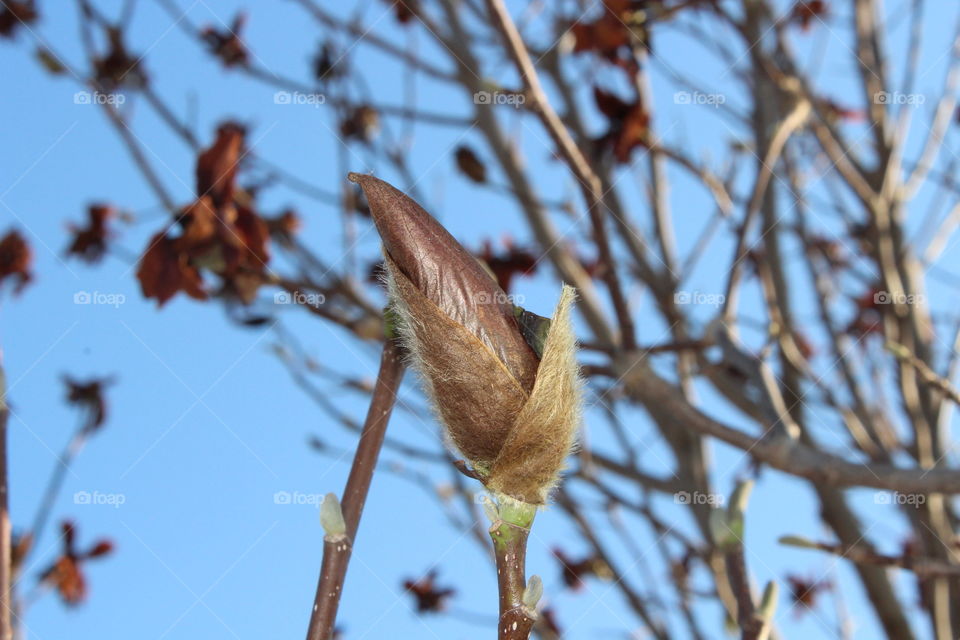 Budding Tree