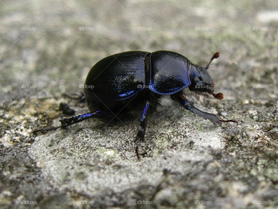 beetle