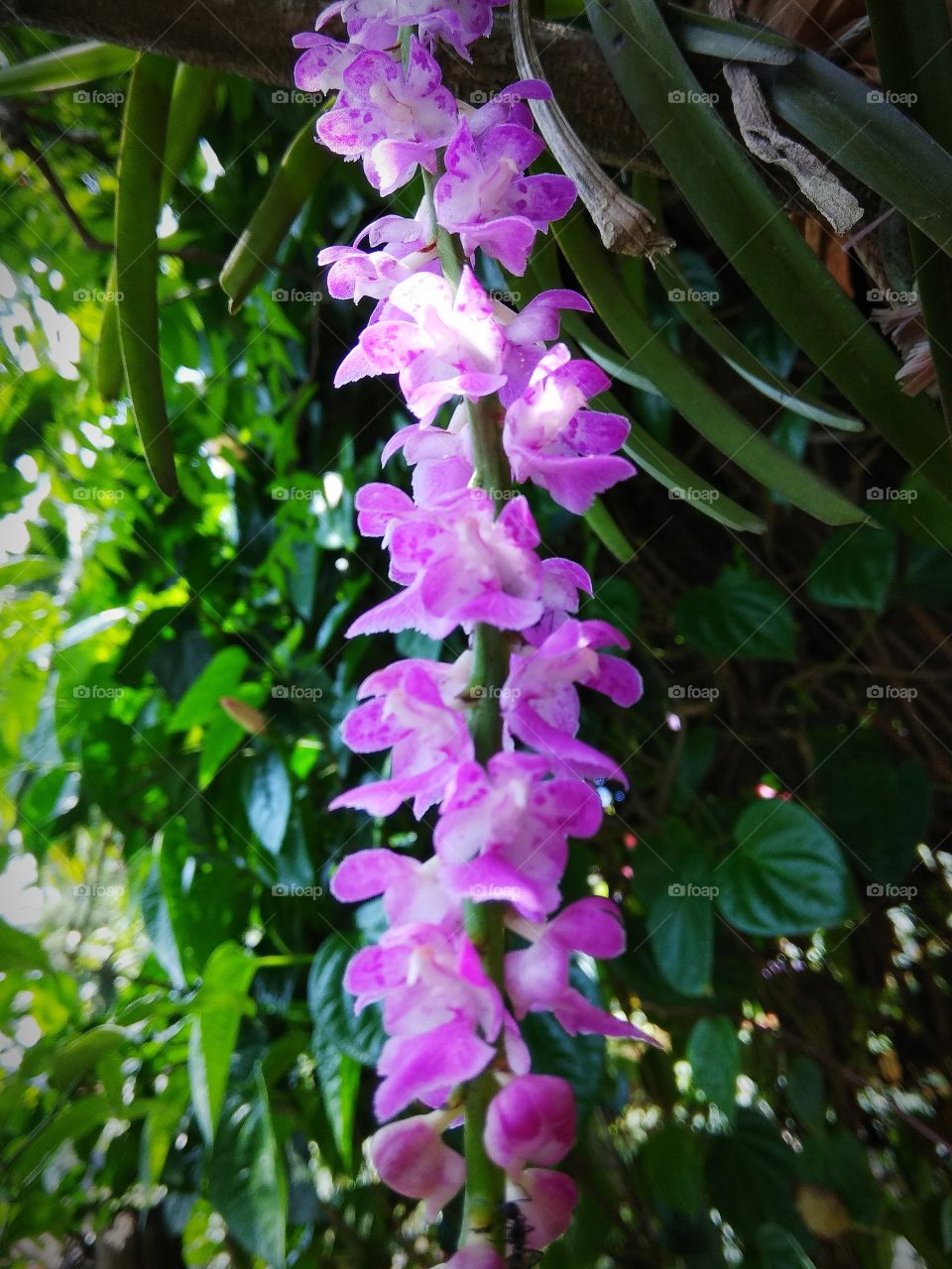 Indian orchid....kopou ful in Assamese language.