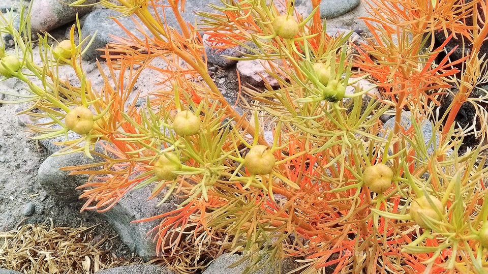 Don’t have the slightest idea how to call what was growing in the desert like landscapes of Ladhak’s northern regions.