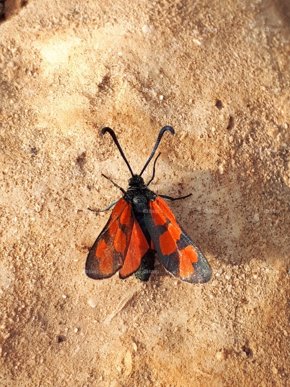 Orange black moth , butterfly on stone 