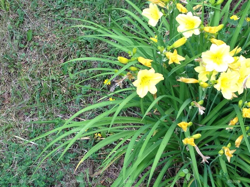 Flowers