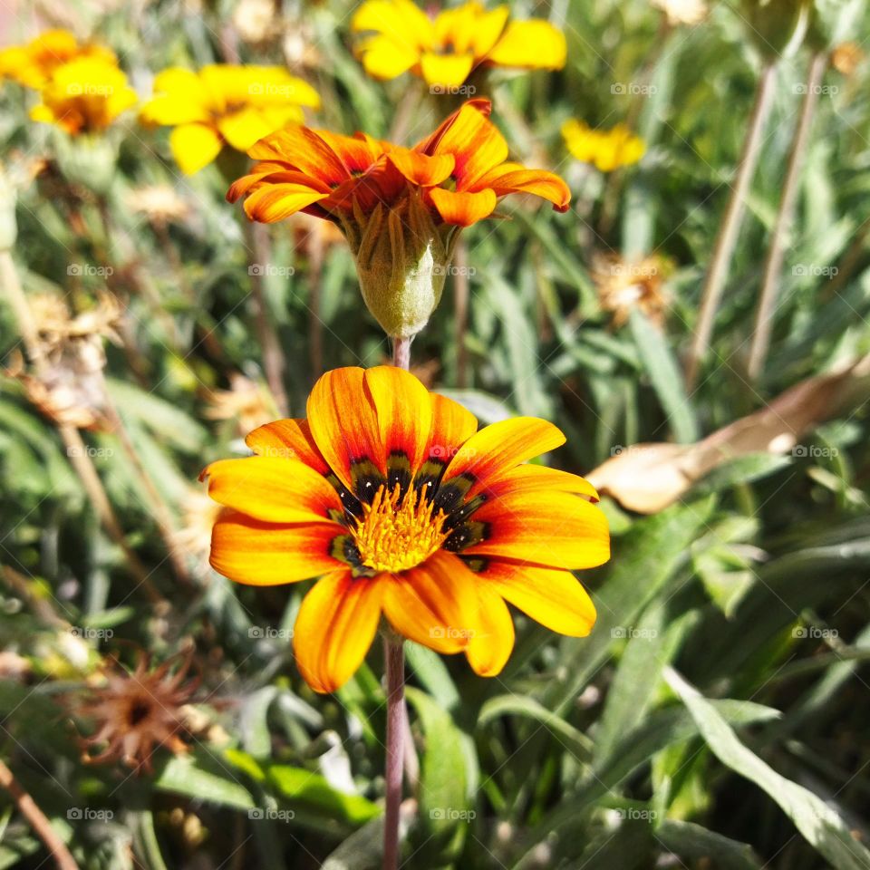 beautiful yellow flowers