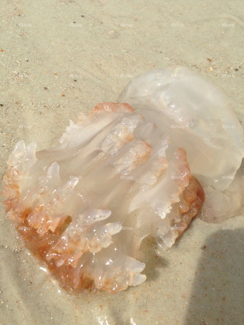 Jellyfish 