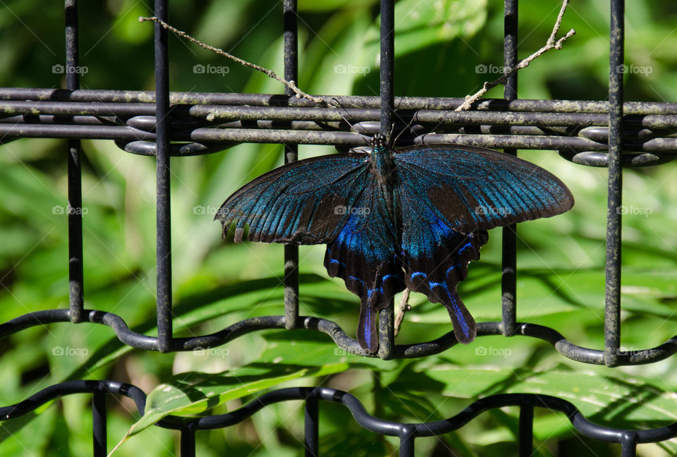 Japanese Swallowtail Butterfly