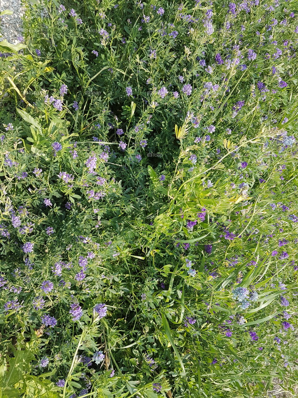 Flowering weeds along walking path