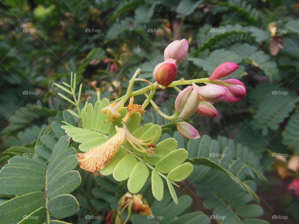 tamarind flower
