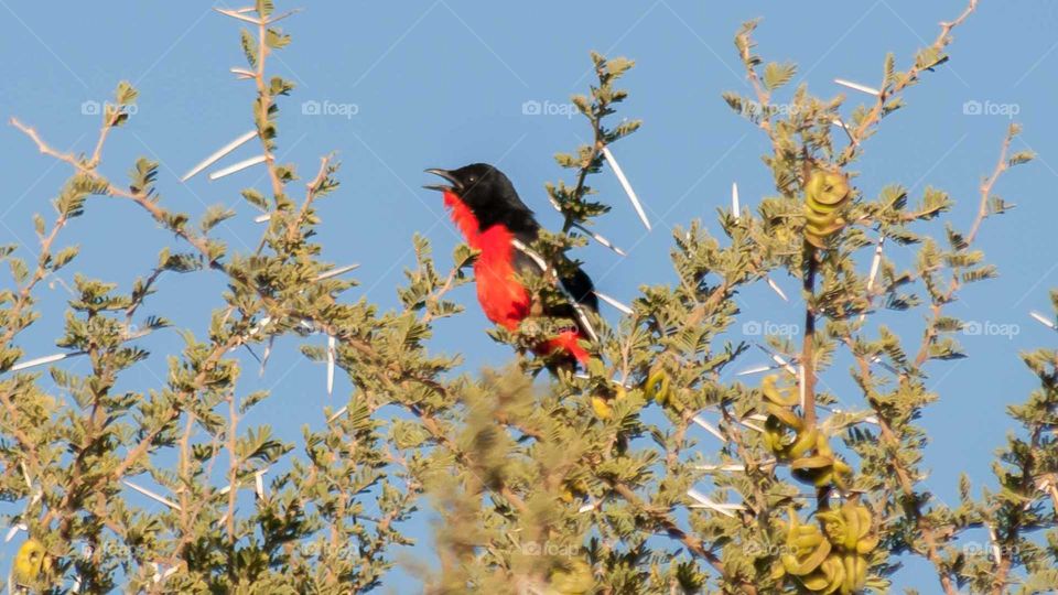 crimson-breasted strike