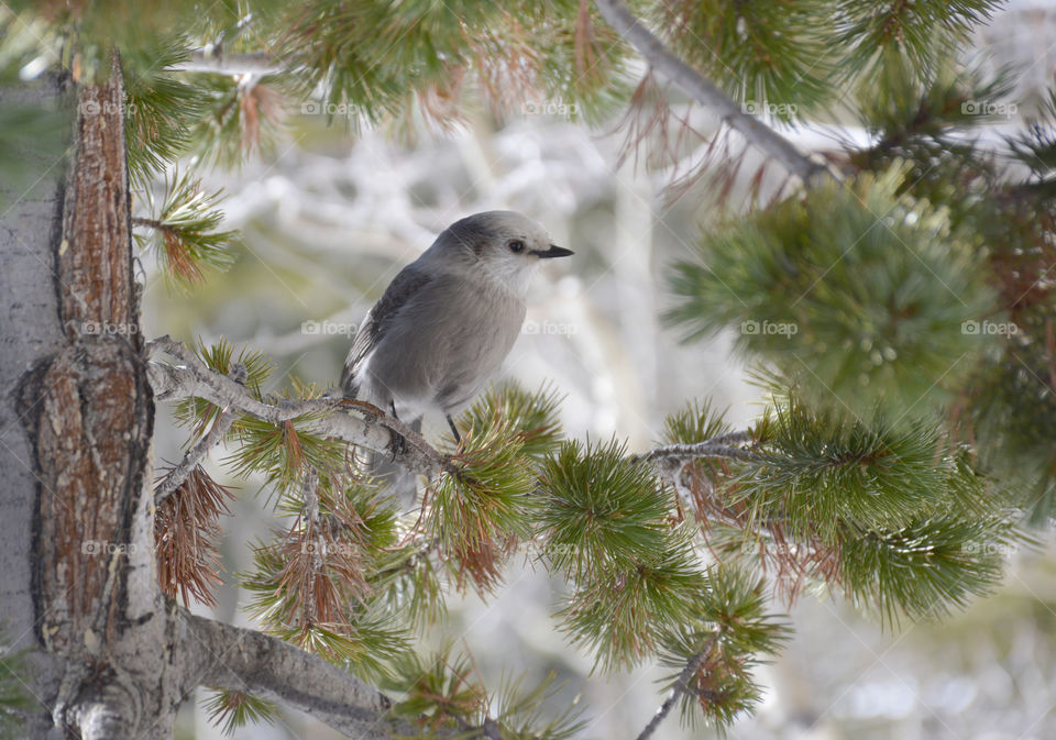 Gray Jay profile