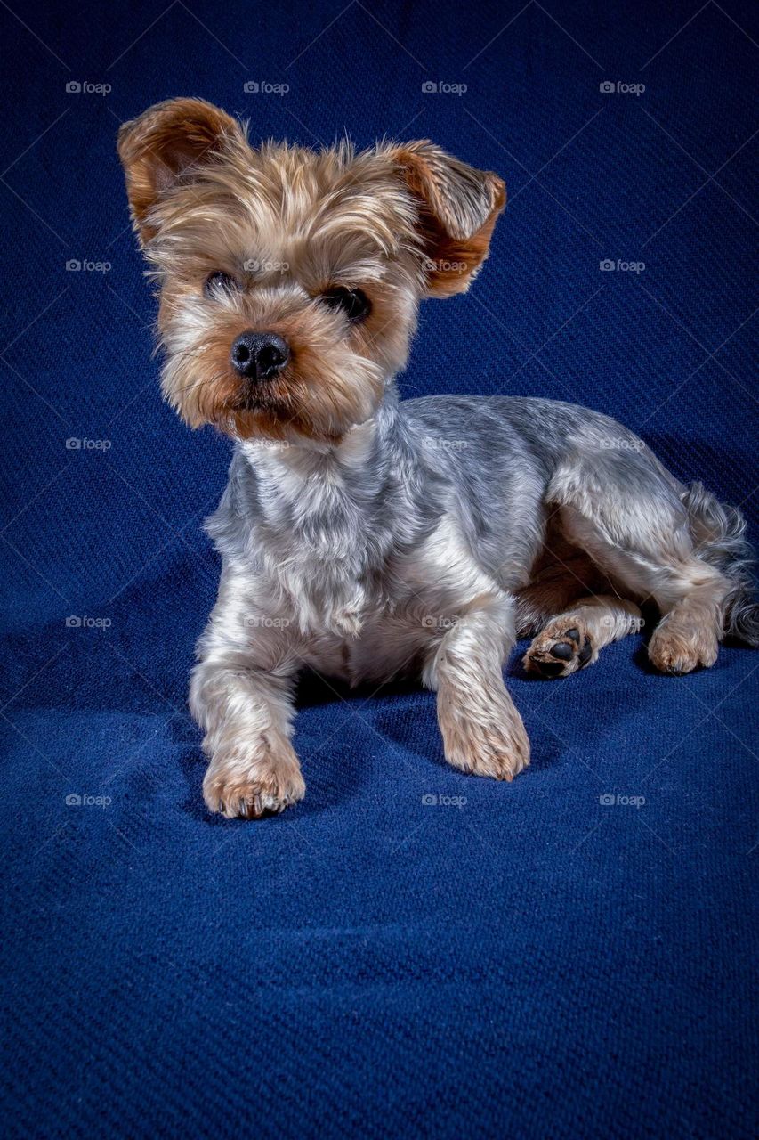 Sclipi - Yorkshire Terrier