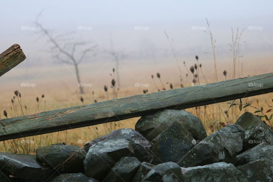 foggy morning in the meadow