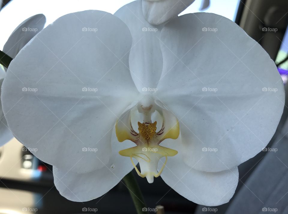 White orchid