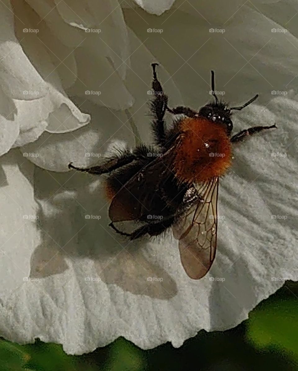 Akkerhommel at the Hibiscus flower