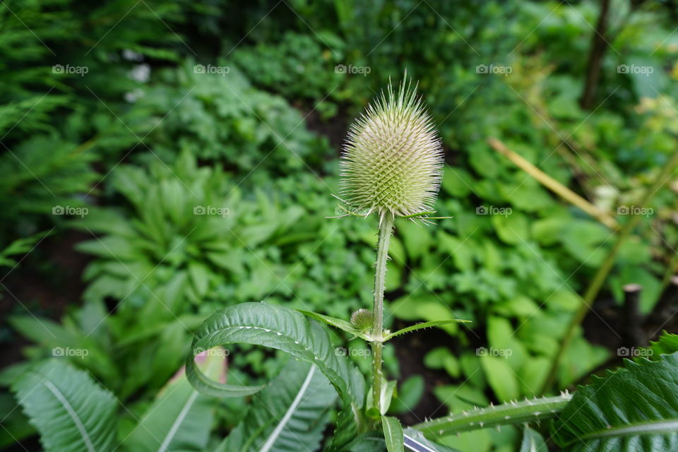 Thistle like plant in a garden .. standing very tall and proud