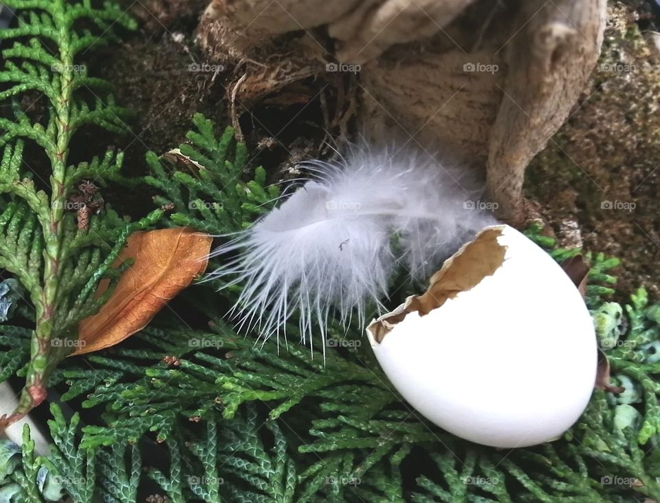 Empty nest, egg shell, birds