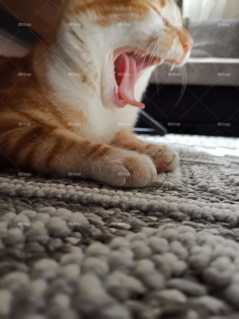 A beautiful cat wants to sleep