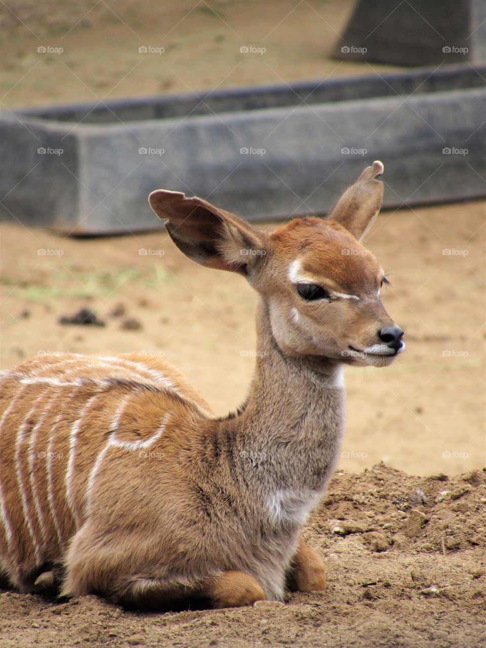 Baby Kudu
