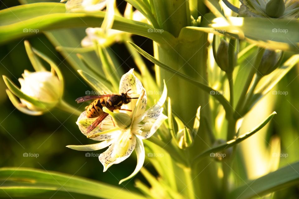 Bee on a flower 
