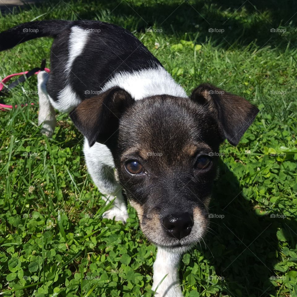 puppy in Grass looking at camera