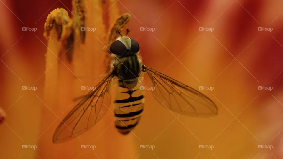 Orange colored nature - a striped fly inside orange lily flower 