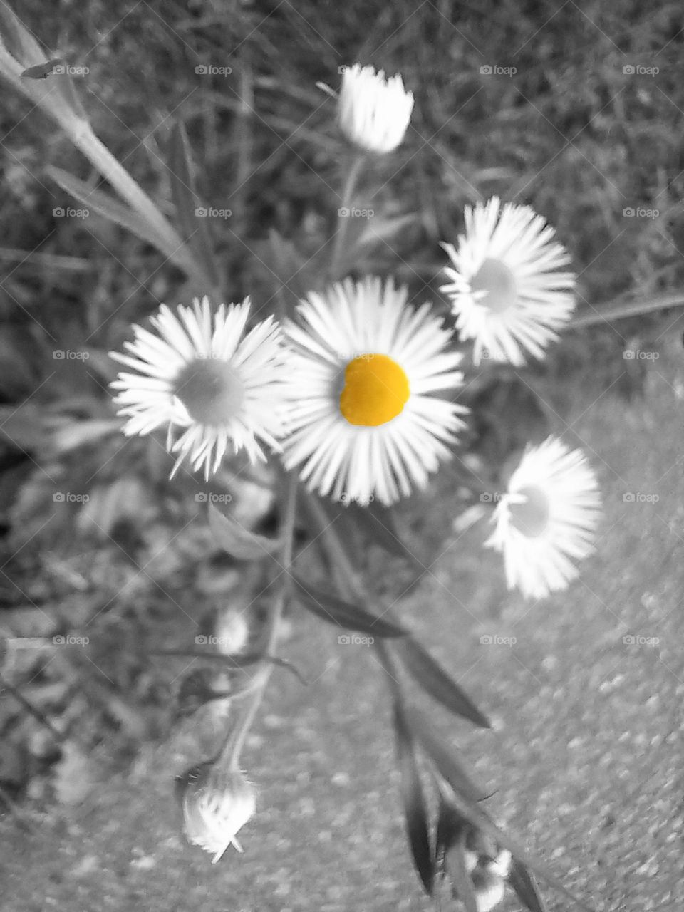 Black and White Photo of Daisies with a Splash of Yellow 
