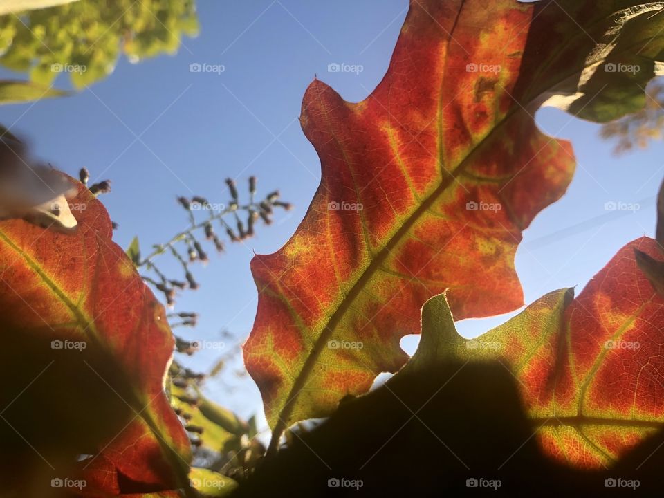 Fall time in Connecticut