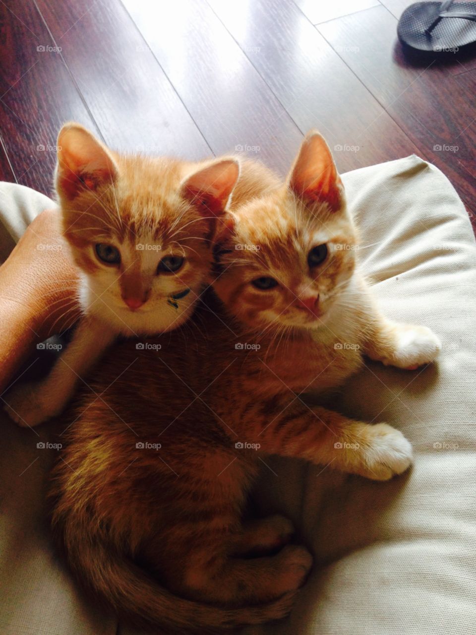 Kitten brothers sleeping 