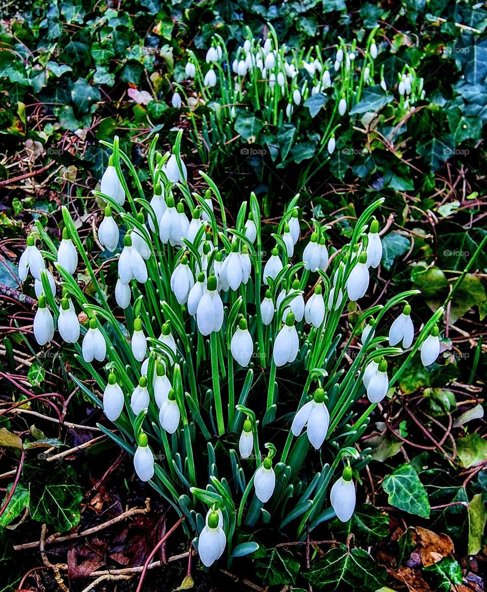flowers in my garden
