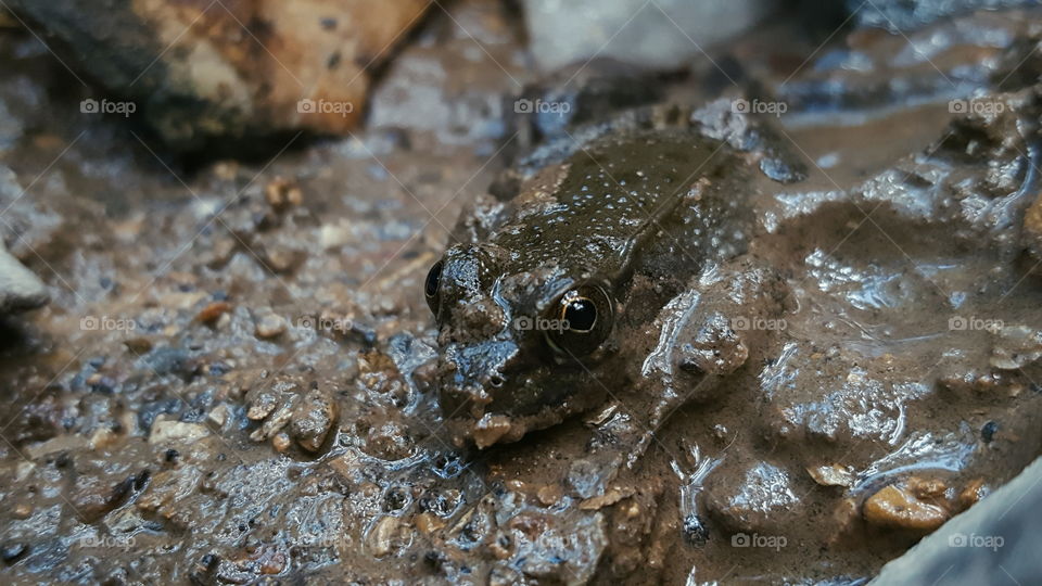 frog