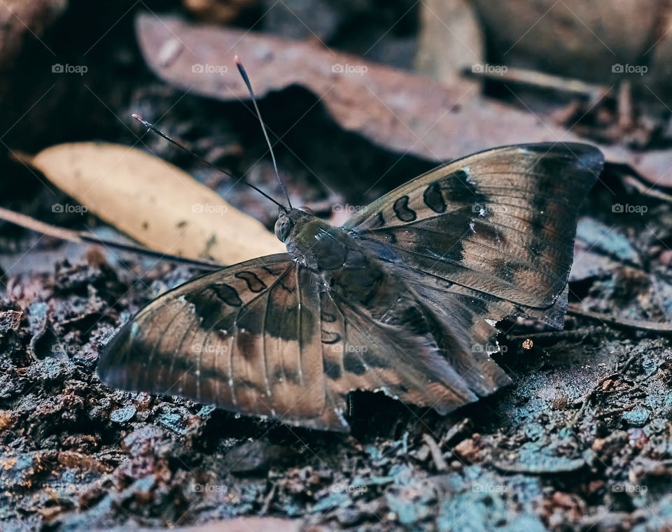 Brown butterfly  - backyard garden