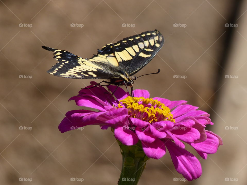 Butterfly on beautiful flower
