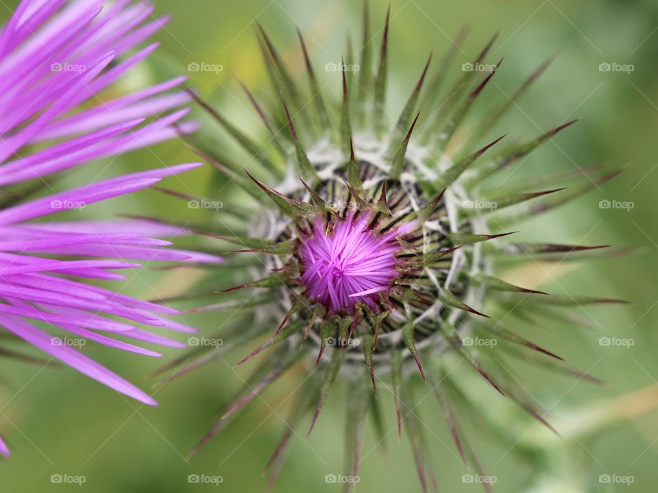 Beautiful spike purple flower
