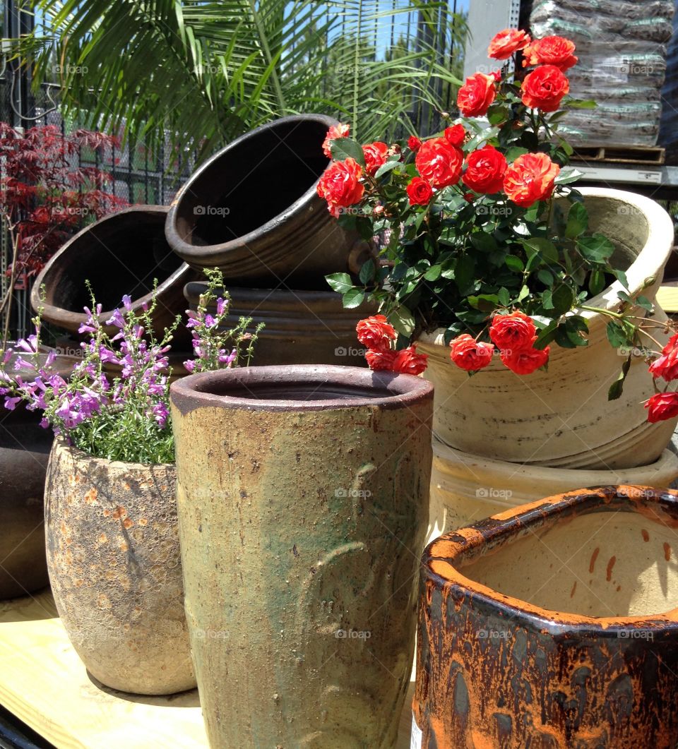 Large flower pots and flowers